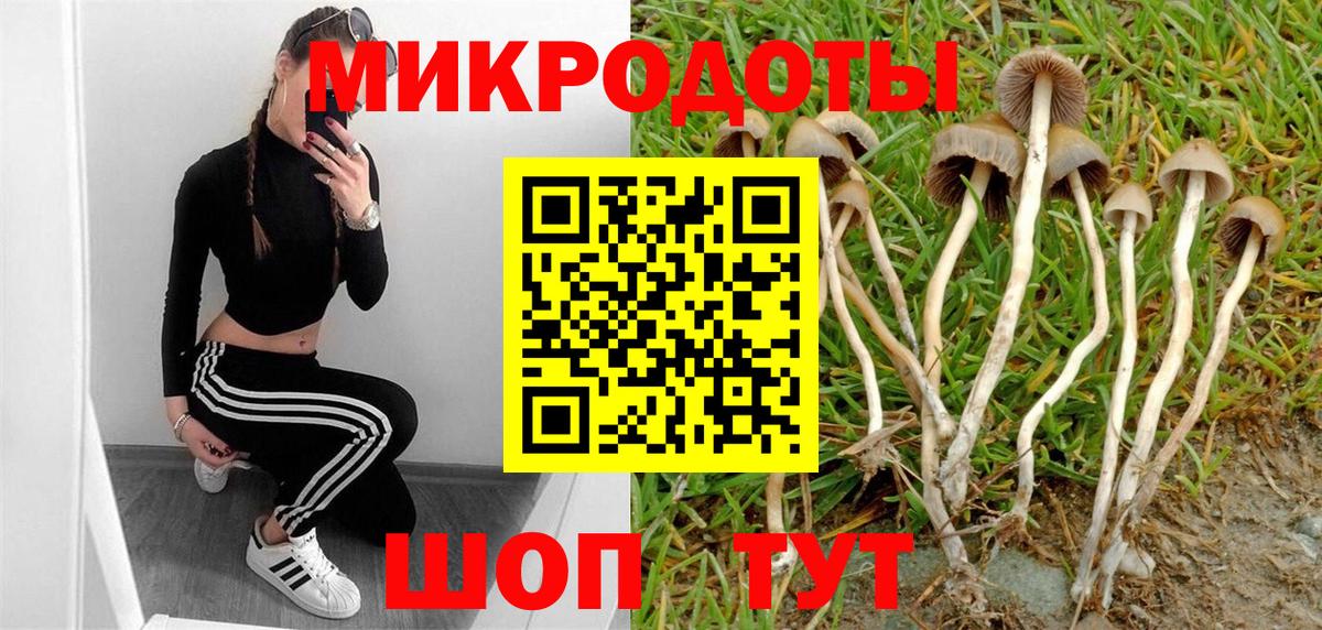Псилоцибиновые грибы Psilocybe Губаха